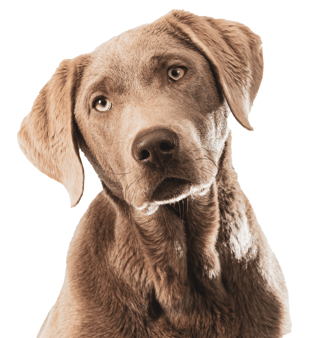 brown dog with head tilted to the left side