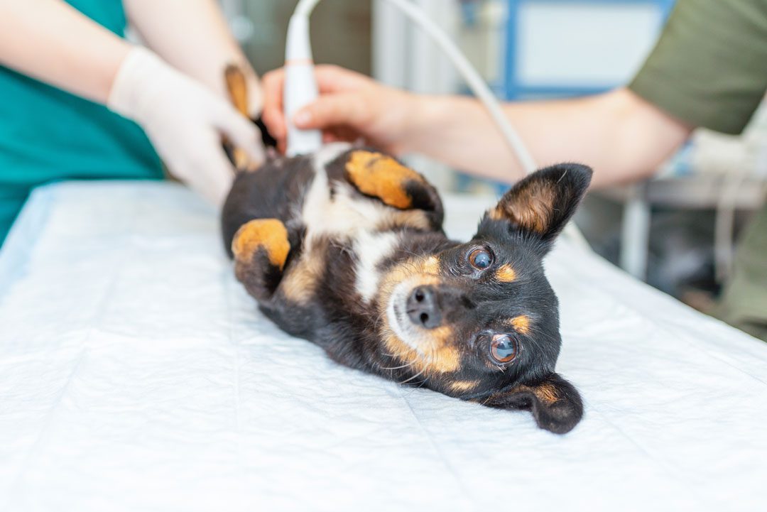 veterinarians performing ultrasound procedure on black and brown chihuahua
