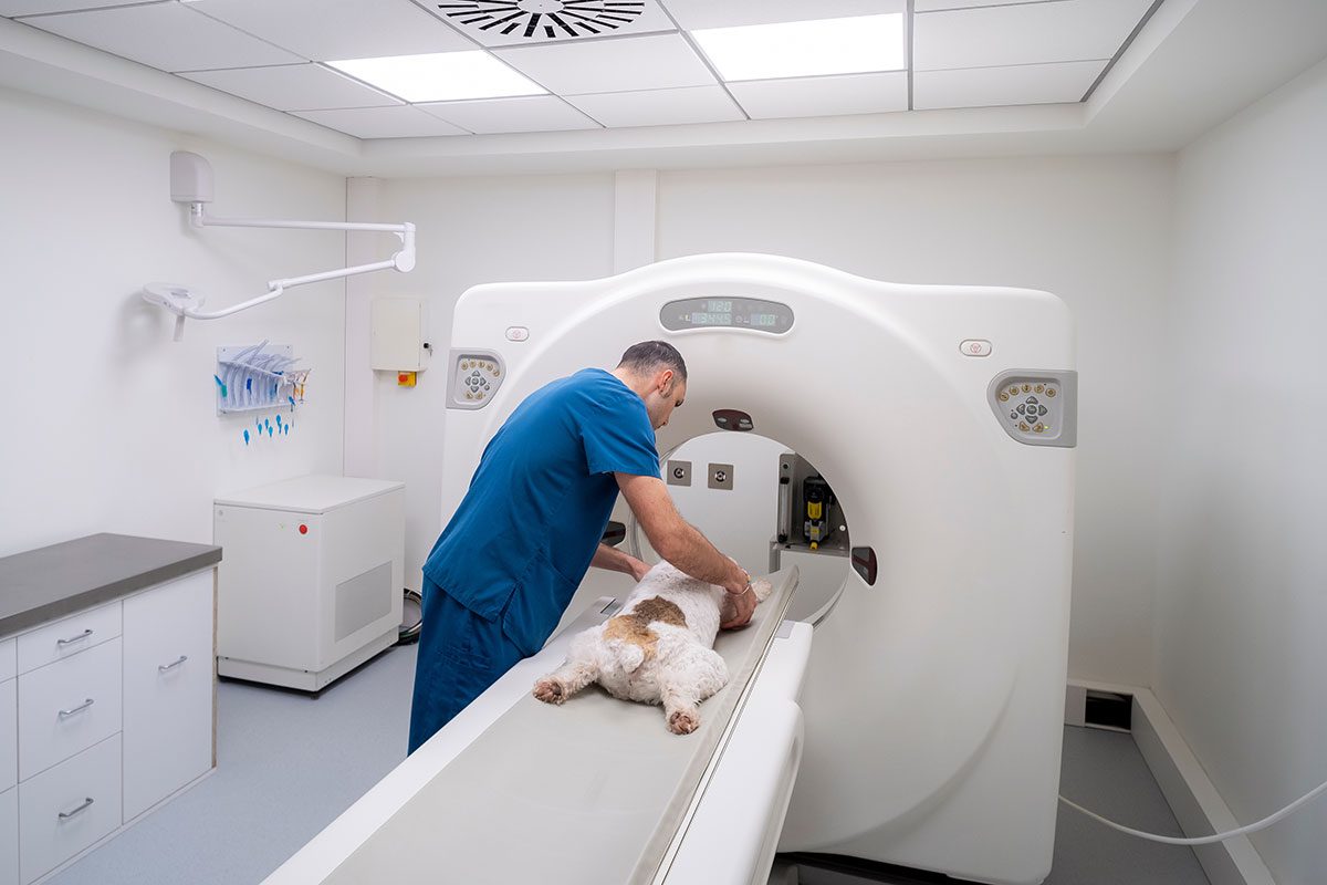 veterinarian and a dog at a CT machine