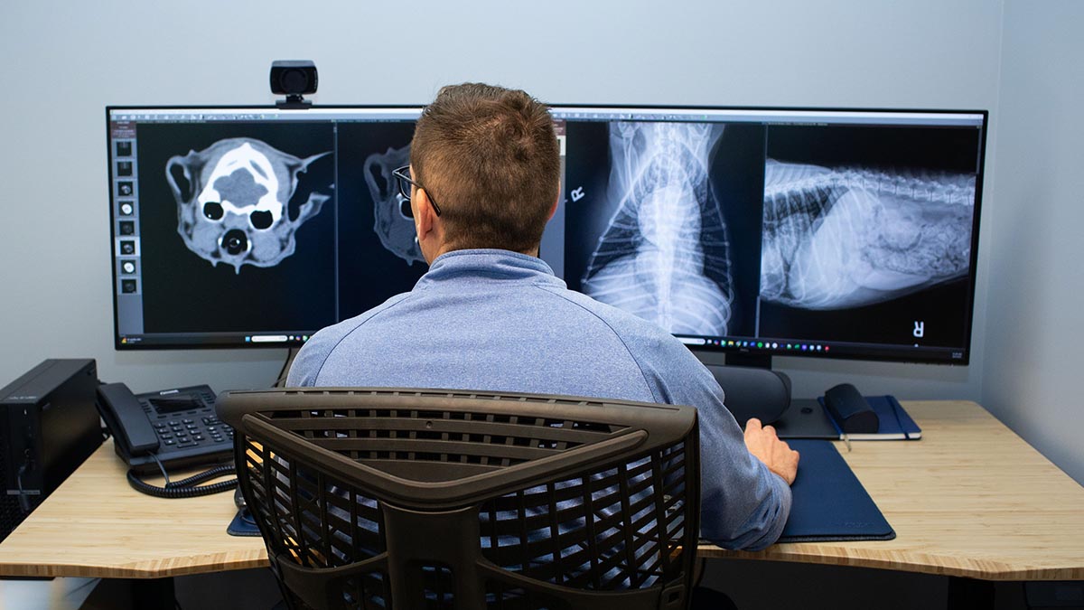 veterinarian looking at CT and X-ray images