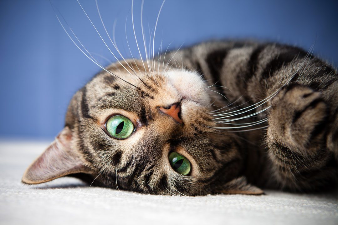 close up of brown tabby cat with green eyes rolling on the ground