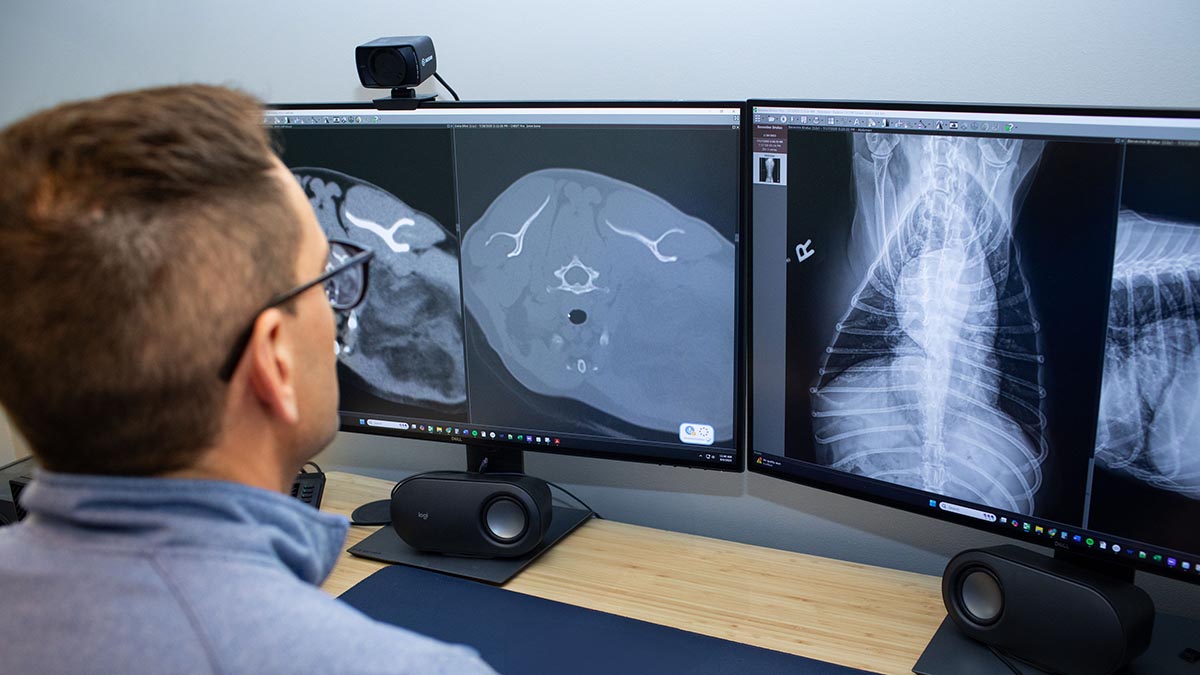 closeup of CT and X-ray images on computer screen