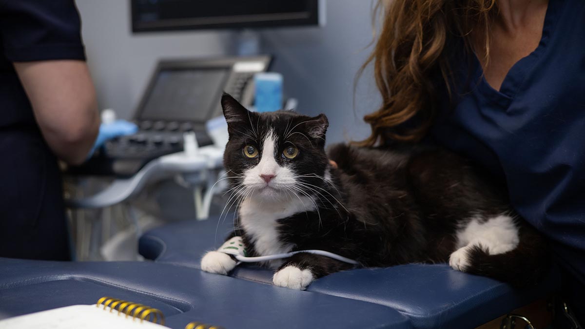 Tuxedo cat with our board-certified radiologist
