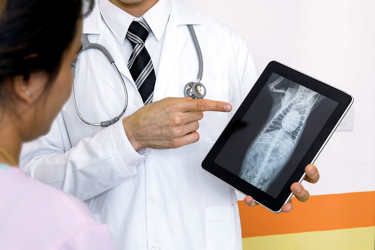 veterinarian and patient looking at a dog's CT scan