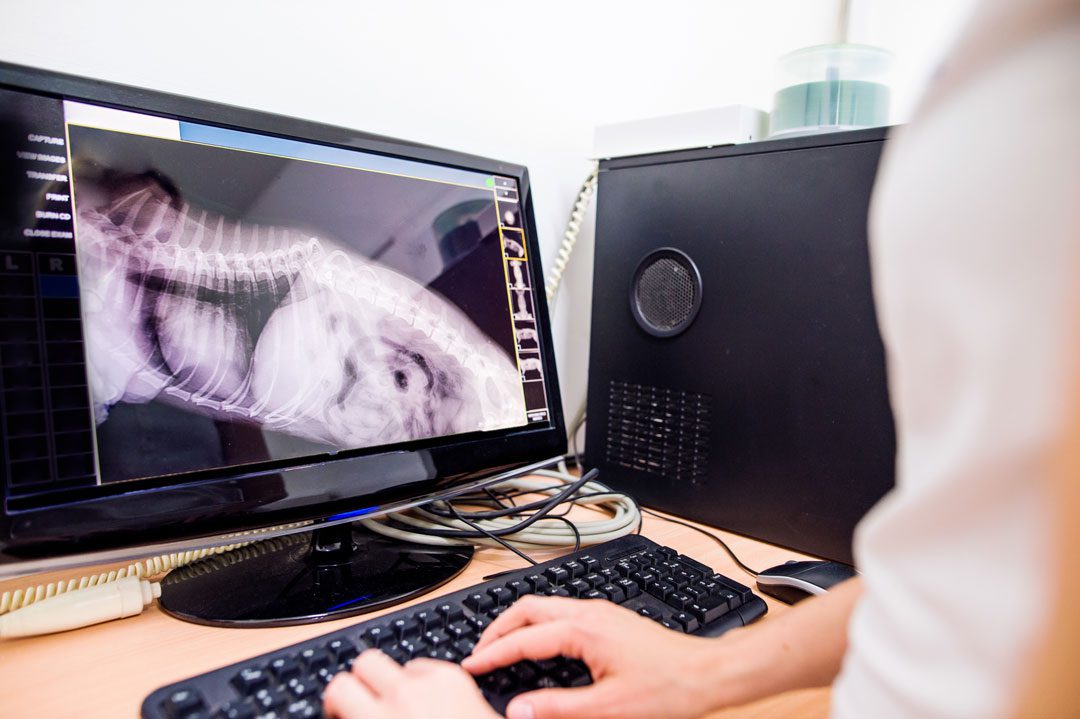 veterinarian looking at dog x-ray on computer screen