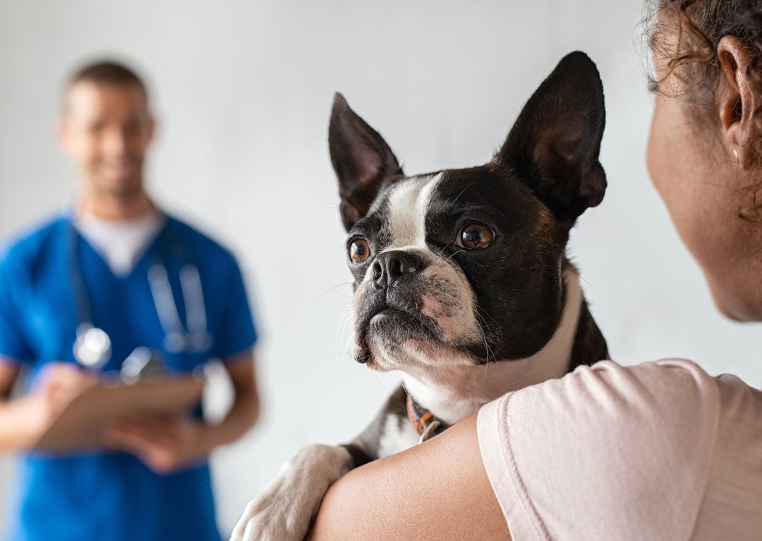 woman holding her Boston Terrier and having consultation with veterinarian
