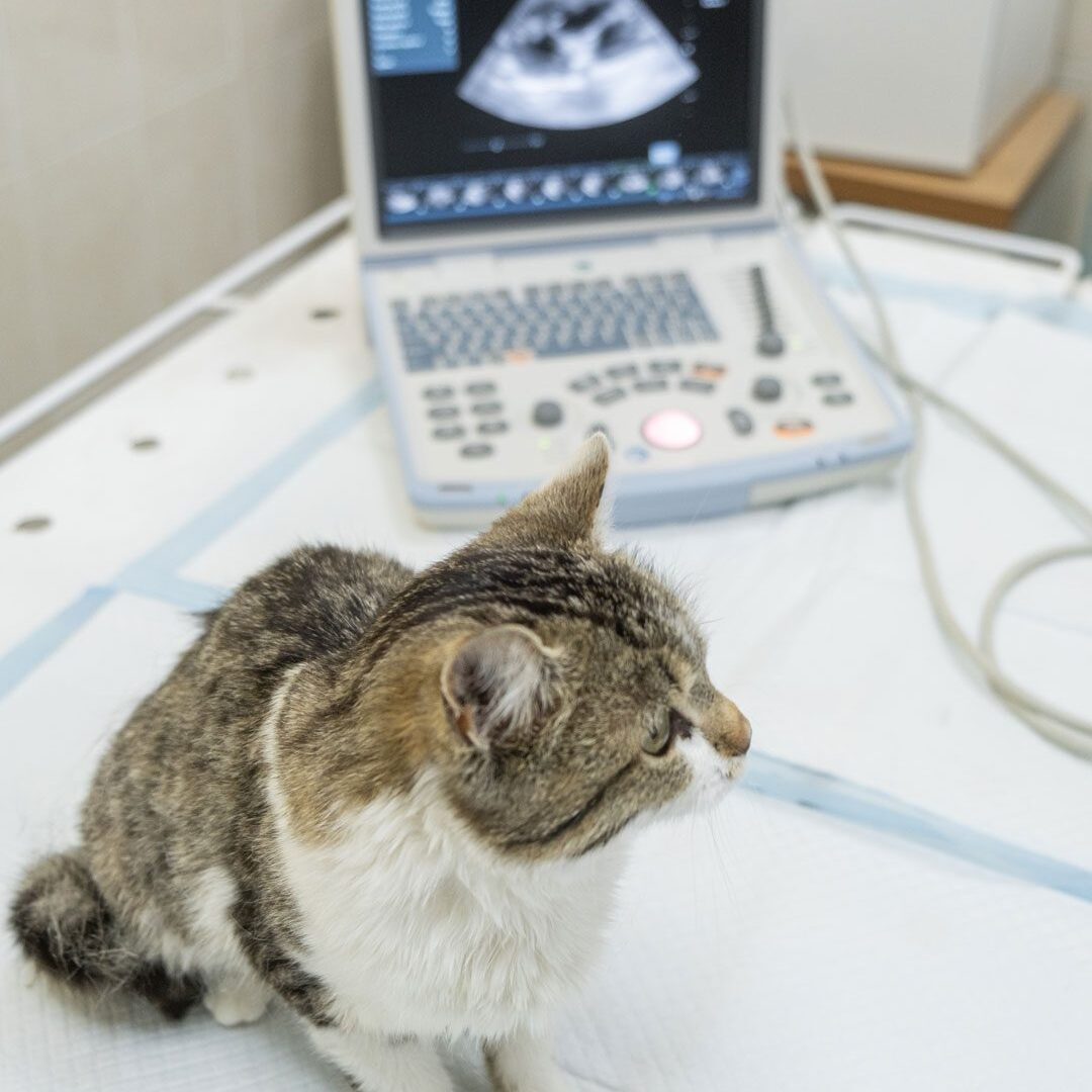cat sitting on exam table as ultrasound is performed